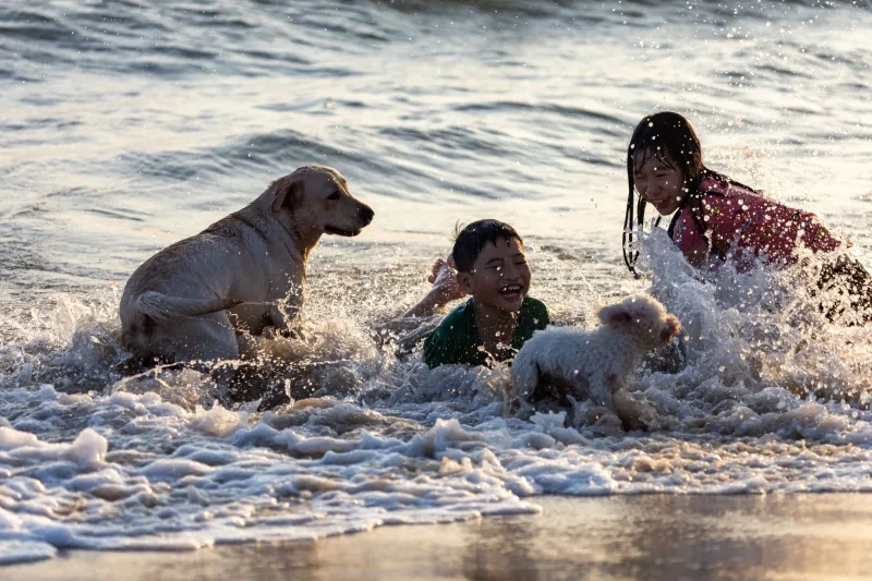 Name Wars: How to Survive the Family Pet Naming Showdown Without Losing Your Mind