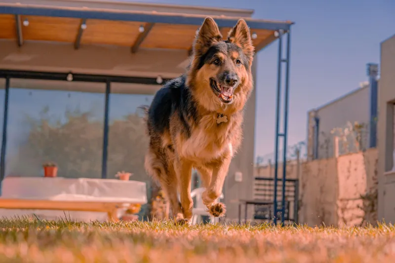 Frenzy Mode Activated: What Your Pet's Zoomies Are Really Trying to Tell You