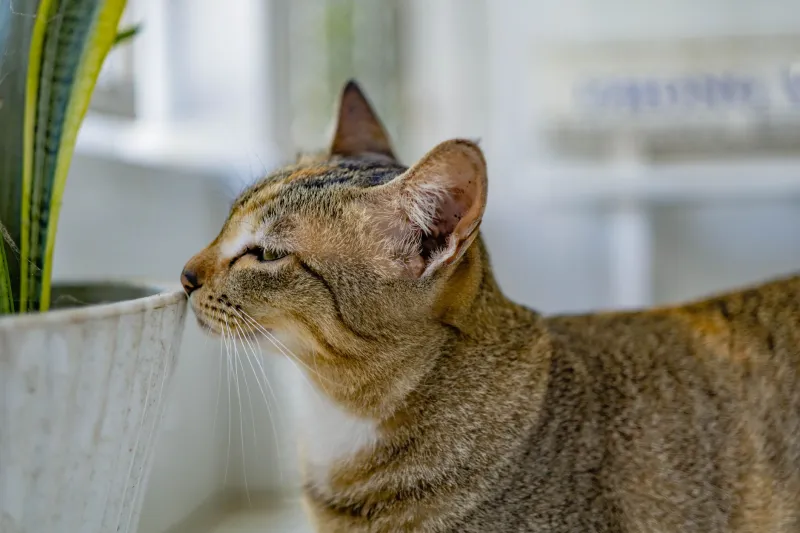 Two's Company, Three's a Standoff: The Honest Truth About Bringing a Second Pet Home