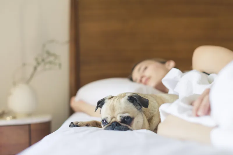 To Snuggle or Not to Snuggle: What Research Really Says About Letting Your Pet Crash in Your Bed