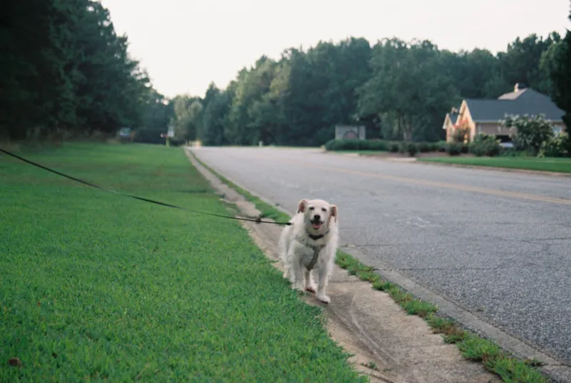 Your Pet Is Basically Your Personal Trainer (And Therapist, and Cardiologist)