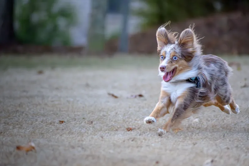 Chaos at 3 AM: The Surprisingly Brilliant Science Behind Your Pet's Midnight Meltdown